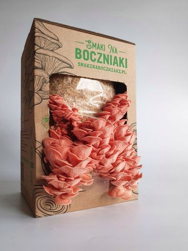 Zestaw do uprawy grzybów SNB boczniak różowy na Arena.pl
