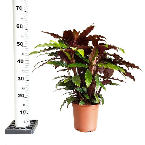 Kalatea Calathea  RUFIBARBA   60cm na Arena.pl