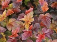 GK PURPUROWO POMARAŃCZOWA PĘCHERZNICA ZDECHOVICE