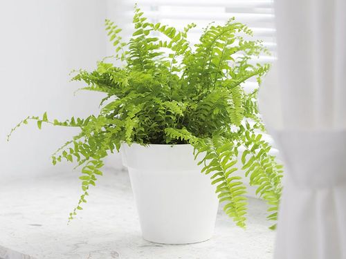 Osłonka Ibiza 14cm biała na Arena.pl