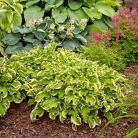 Funkia Hosta SHADOWLAND Wheee Odporna na ślimaki Na rabaty Sadzonki P11