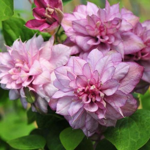 Powojnik Clematis Innocent Glance ® C2 E na Arena.pl