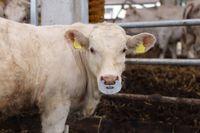 Kółko przeciw samozdajaniu, aluminiowe, Kerbl