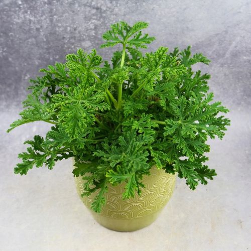 Geranium Anginka PELARGONIA Mosquito Fighter | Intensywny zapach D12cm na Arena.pl