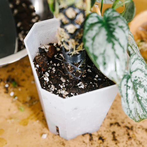 Bigos Ziemia Do Monster I Filodendronów, Gotowe Podłoże Do Roślin Zielonych na Arena.pl