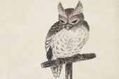 Plakat 30x20cm Owl 2, Hokusai Japoński Vintage do Salonu