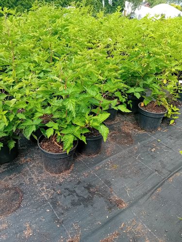 Malina okazała Olympic Double - Rubus spectabilis na Arena.pl