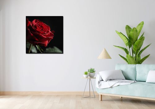 Plakat 80x80cm Róża w Półcieniu na Arena.pl