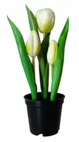 TULIPANY GUMOWE w doniczce TULIPAN BIAŁY 3 szt
