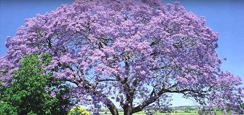 Paulownia ShanTong Drzewo tlenowe 100nasion+gratis na Arena.pl