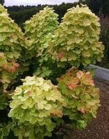 Hortensja bukietowa GRAFFITY odmiana KARŁOWA