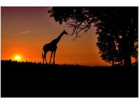 product-compare-58693280