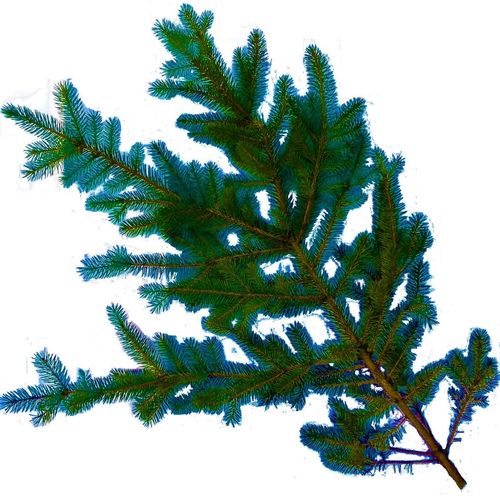 Gałązka świerkowa żywa Świerk Zielony na wieniec wiązanka stroik na grób na Arena.pl