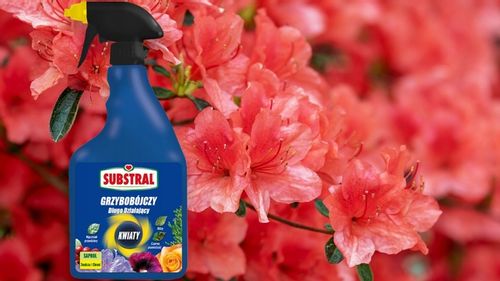 SAPROL GRZYBOBÓJCZY środek KWIATY: ZWALCZA CHRONI na Arena.pl