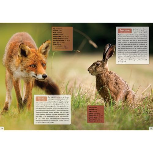 Zwierzęta Polski Twarda Oprawa 32 Strony na Arena.pl