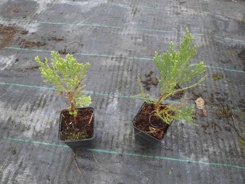 Mamutowiec olbrzymi P9 na Arena.pl