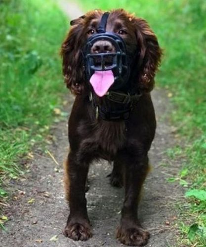 Bezpieczny kaganiec fizjologiczny Baskerville Ultra-4 Husky Spaniel i inne na Arena.pl