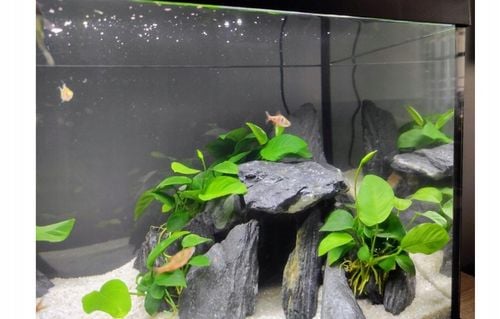 Aranżacja do Akwarium Łupek Drzewiasty Czarny 5kg na Arena.pl