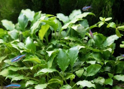 Schismatoglottis prietoi Koszyk Holandia Ø 5,5 cm na Arena.pl