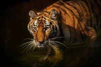 FOTOTAPETA NATURA TYGRYS W WODZIE ZWIERZĘTA