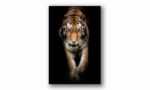OBRAZ NA PŁÓTNIE 145 Tygrys 20x30cm na Arena.pl