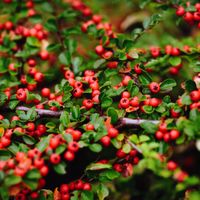 product-compare-57951112