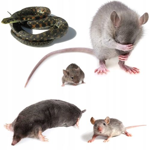 DUŻY Zestaw 4x ODSTRASZACZ na KRETY MYSZY KUNY GRYZONIE SOLARNY ZASIĘG na Arena.pl