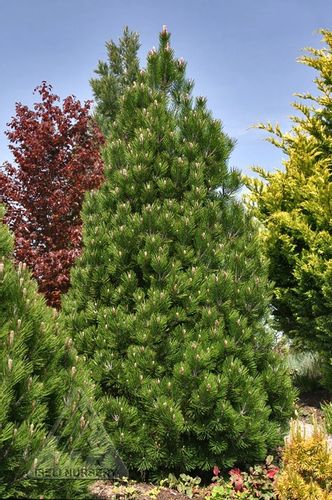 Sosna bośniacka Compact Gem P9 na Arena.pl