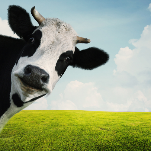 Superliv Tonik Wątrobowy dla drobiu kur niosek kaczek gołębi Farmwet 250ml na Arena.pl