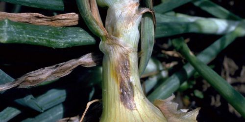 Sumin Scorpion 325 Sc Grzybobójczy Alternarioza Rdza Mączniak 50 Ml na Arena.pl