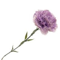 GOŹDZIK FIOLETOWY POJEDYNCZY SZTUCZNY KWIAT DŁUGA GAŁĄZKA 70cm