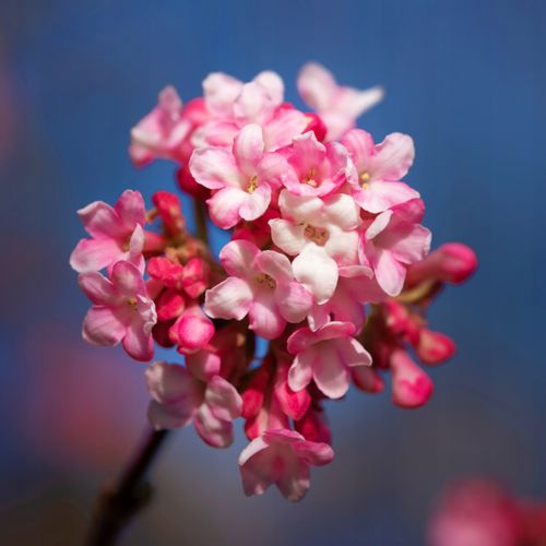 Kalina bodnantska 'Dawn' Różowa 80-110cm (Viburnum bodnantense) Poj. 3.0L na Arena.pl
