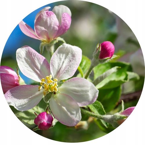 JABŁOŃ LOBO Jabłoń jak legenda – każdy o niej słyszał, ale nieliczni na Arena.pl