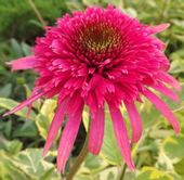 JEŻÓWKA SECRET PASSION - sadzonki w doniczkach