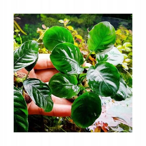 Anubias golden coin Koszyk Holandia Ø 5,5 cm na Arena.pl