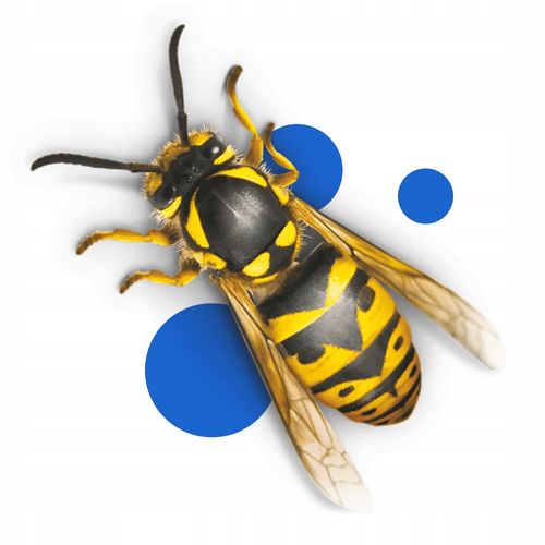 bros - pułapka z płynem na osy i muchy na Arena.pl