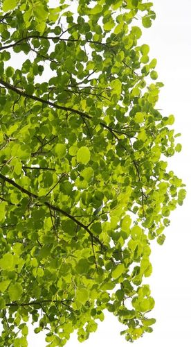 BIOLIT POPULIN PLUS | ekstrakt topoli czarnej | Taksyfolina | 200ml na Arena.pl