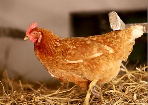 SUCHA DEZYNFEKCJA kurnika obory gołębnika Dezynfekant LIDER 25KG na Arena.pl