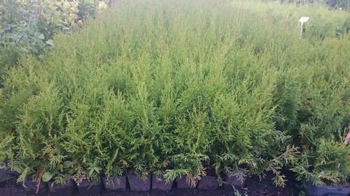 Tuja SZMARAGD 40-50cm w doniczkach P9 na Arena.pl