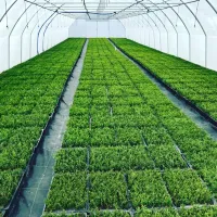 Tuja Szmaragd Thuja Smaragd sadzonki komplet 1000szt 0,70gr/sztuka