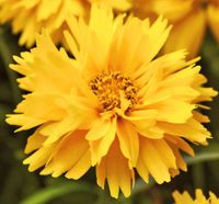 NASIONA Kwiatów Nachyłek Wielkokwiatowy Niski Pełny 0,1g Kwiaty 308052