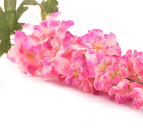 Ostróżka różowa na Arena.pl