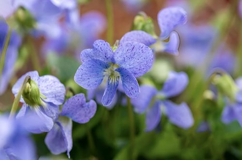 Fiołek motylkowaty 'Dark Freckles' (Viola sororia) Doniczka 1.0L na Arena.pl