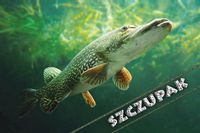 Szczupak green – magnes