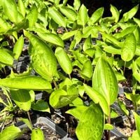 Funkia Hosta 'Purple Heart' W DONICZCE, Fioletowe łodygi Dekoracyjna