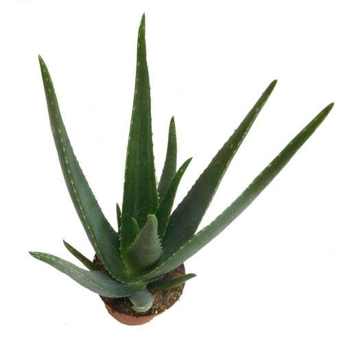 Aloes ALOE VERA 45 cm na Arena.pl
