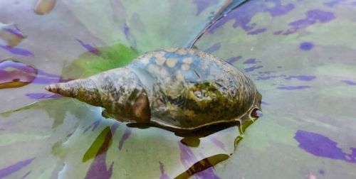 5 x Ślimak Błotniarka Stawowa Filtruje i oczyszcza Na Glony na Arena.pl