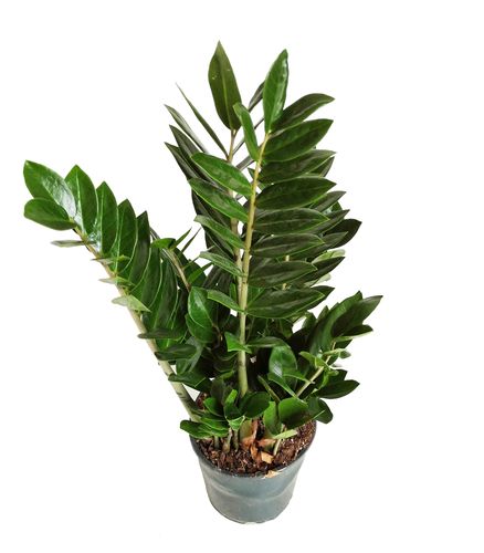 ZAMIOKULKAS (ZAMIOCULCAS) 65cm na Arena.pl