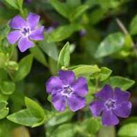 Barwinek pospolity Vinca ATROPURPUREA Fioletowy Sadzonki w doniczkach P9
