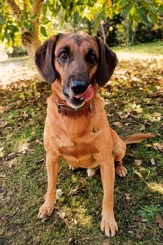 Gryzak NATURALNY poroże jelenia dla psa L HARD 15-17 cm na Arena.pl